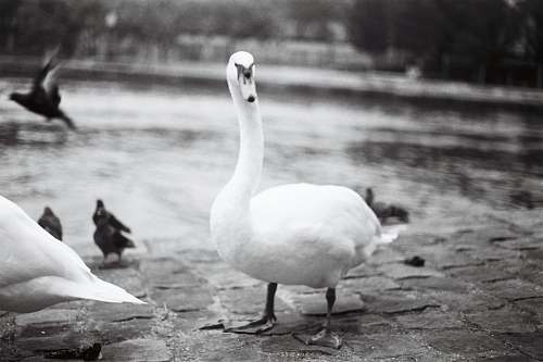 bird grayscale photo of fuck black-and-white