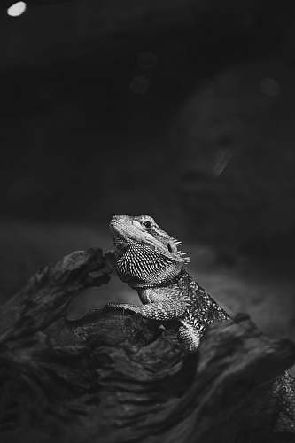 lizard grayscale photography of bearded dragon black-and-white