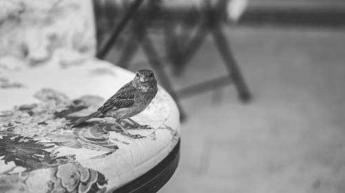 grey grayscale photography of bird on table black-and-white