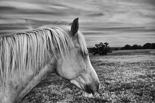 black-and-white grayscale photography of horse near outdoor horse