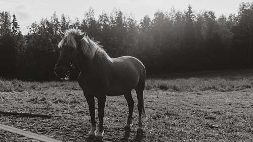 black-and-white grayscale photography of horse standing on grass horse