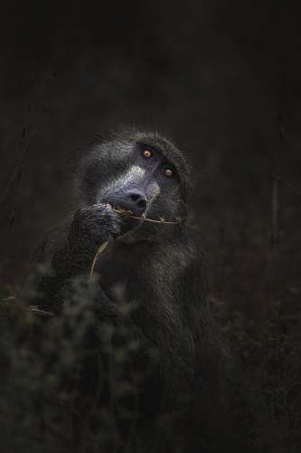 mammal grayscale photography of monkey wildlife