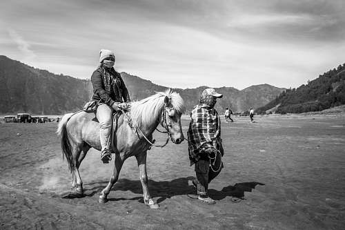 mammal grayscale photography of person riding on horse horse
