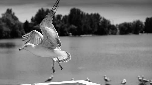 bird grayscale photography of seagull black-and-white