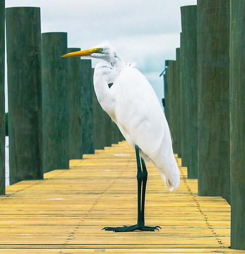 waterfowl great egret ardeidae