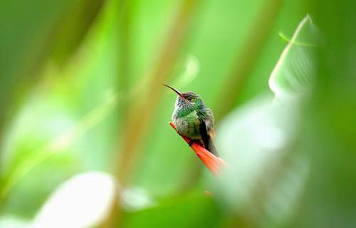 bird green and black hummingbird hummingbird