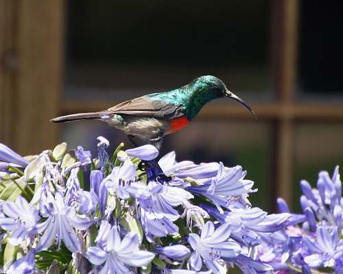 bird green and gray bird perching on flowers during daytime plant