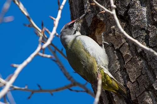 bird green and white bird woodpecker
