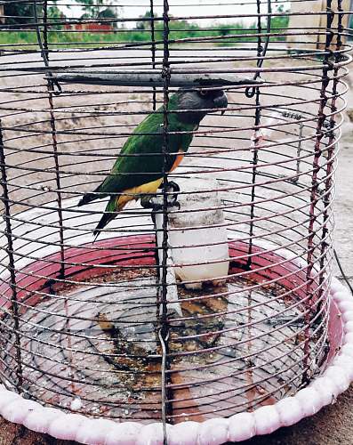bird green and yellow bird in brown birdcage parrot