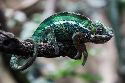 lizard green bearded dragon reptile