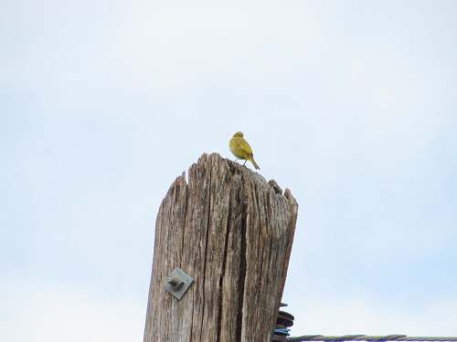 finch green bird perched on wooden post canary