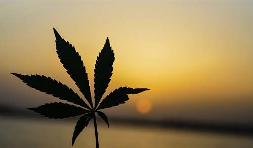 leaf green cannabis plant close-up photography plant