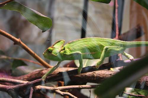 reptile green chameleon on green leaf plant lizard