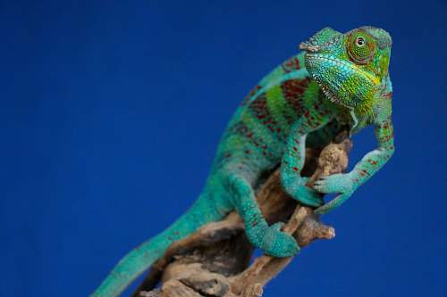 reptile green chameleon perching on brown stick lizard