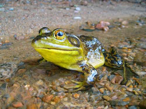 frog green frog amphibian
