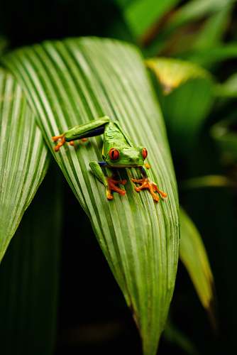 invertebrate green frog on green leaf insect
