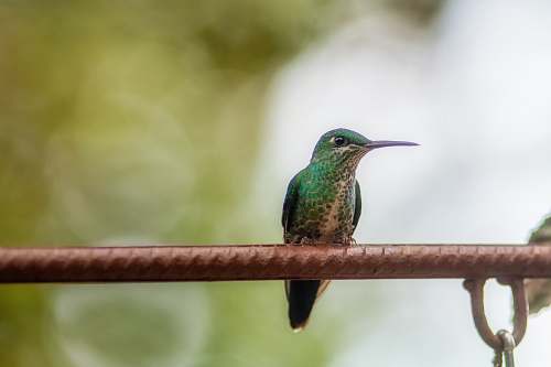 bird green hummingbird on metal rod hummingbird