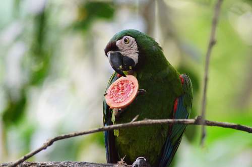 bird green macaw parrot