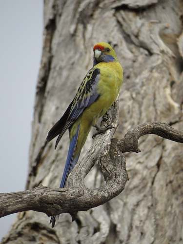 bird green parakeet finley
