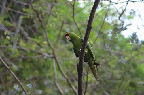 bird green parrot parrot