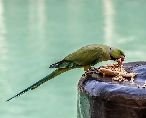 bird green parrot standing on brown stone eating parakeet
