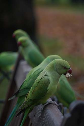 bird green parrots on gray fence parakeet