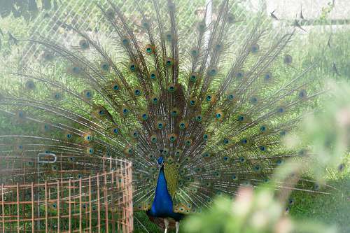 bird green peacock peacock