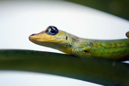 reptile green snake gecko