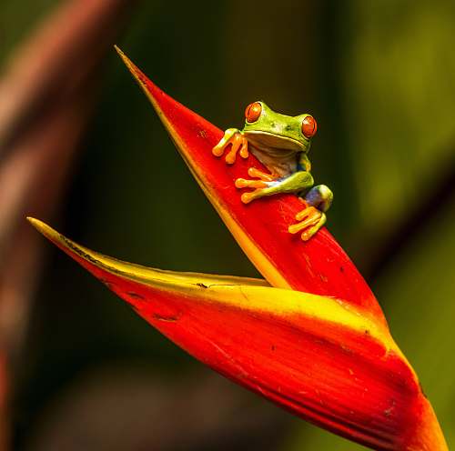 frog green tree frog on red leaf amphibian