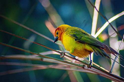 bird green, yellow, and orange small-beaked bird on twig finch