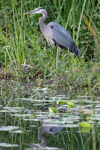 waterfowl grey and white bird on grass field ardeidae