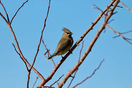 bird grey bird on the tree trunk illustration jay