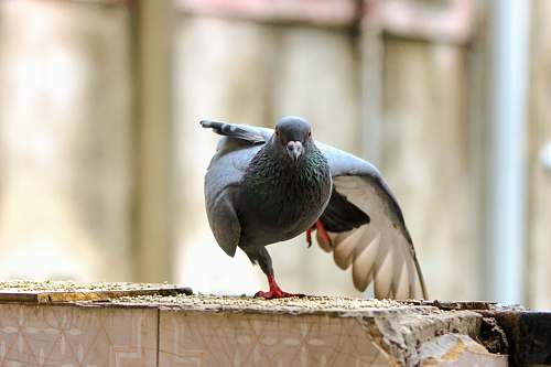 bird grey dove in close-up photography pigeon