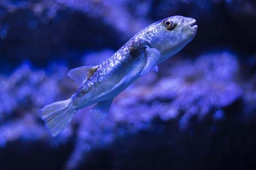 fish grey fish underwater photography water