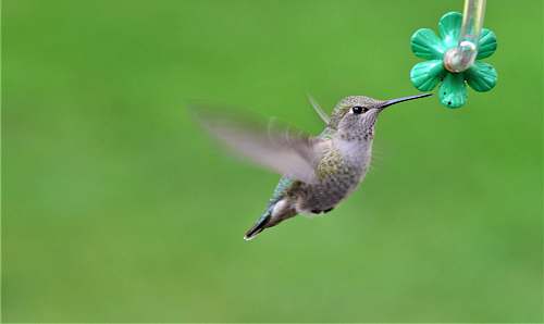 bird grey hummingbird flying hummingbird