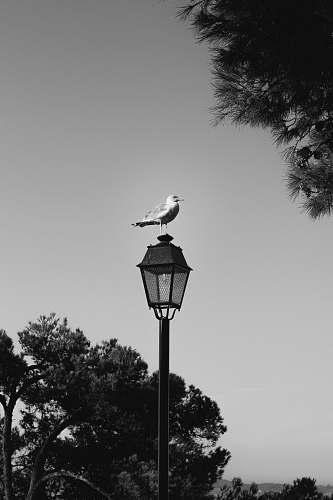bird greyscale photo of bird on lamppost black-and-white