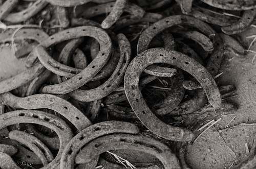 reptile greyscale photography of horseshoes lot snake