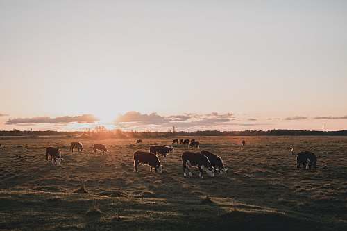 cattle group of cows cow