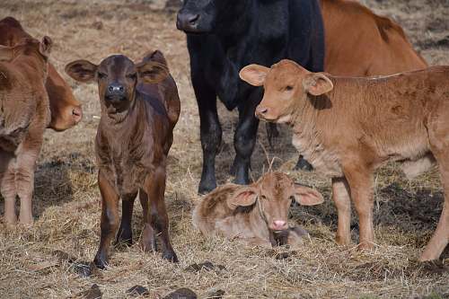 cattle group of cows on brown field cow