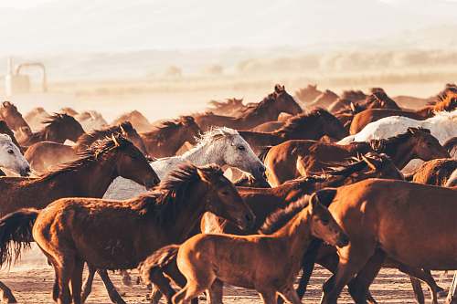 mammal group of horses herd