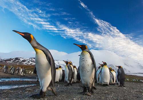 bird group of penguin penguin