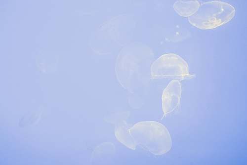 jellyfish group of transparent jellyfish ocean