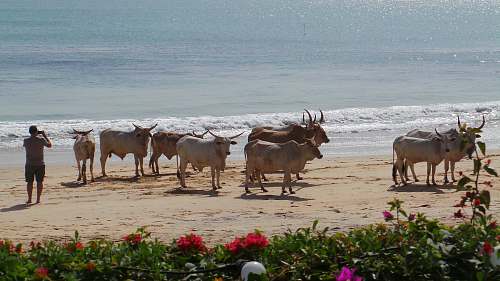 cattle herd of cattle near seashore and man standing while taking photo on animals cow