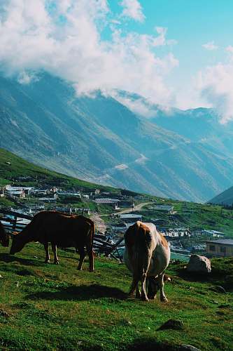 cattle herd of cows at the mountain foot cow