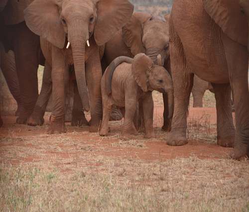 mammal herd of elephants elephant