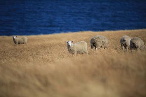 mammal herd of sheep sheep