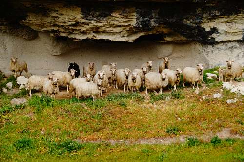 sheep herd of white sheep mammal