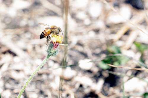 invertebrate honey bee perching on flower apidae