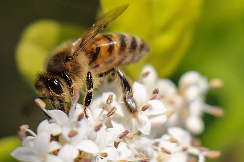 bee honeybee perching on white flowers invertebrate