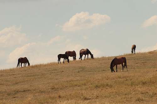 horse horde of stallions field